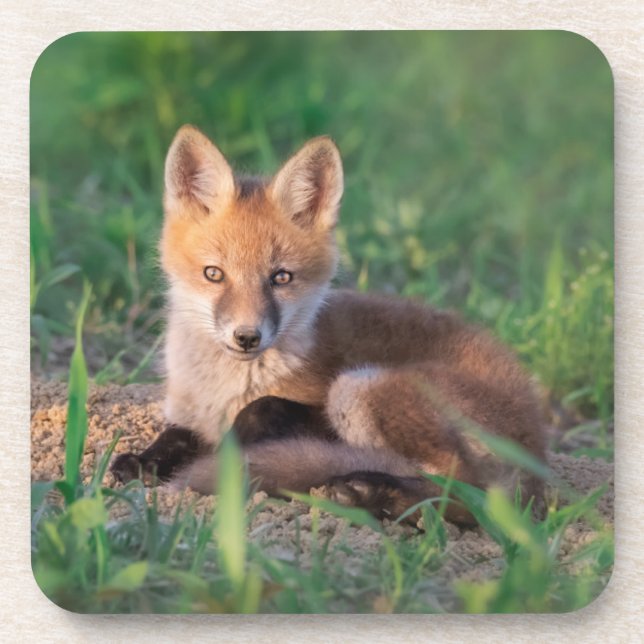 Dessous-de-verre Animaux de bébés cutest | Kit Red Fox Relaxant (Devant)