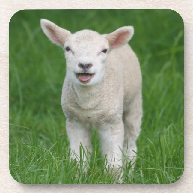 Dessous-de-verre Animaux de bébés cutest | Lil Lamb (Devant)
