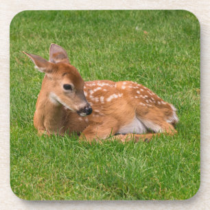 Dessous-de-verre Animaux de bébés cutest   Little Fawn