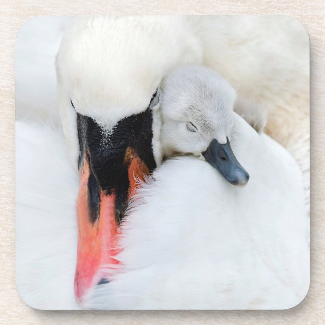 Dessous-de-verre Animaux de bébés cutest | Mère et bébé Mute Swan (Devant)