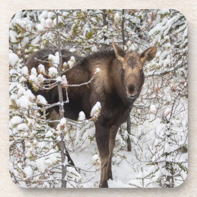 Dessous-de-verre Animaux de bébés cutest | Moose Calf (Devant)