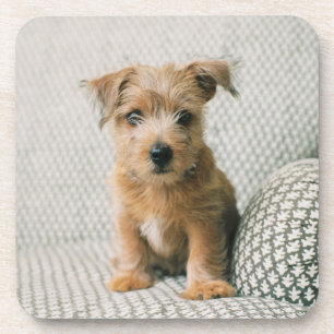 Dessous-de-verre Animaux de bébés cutest   Norfolk Terrier Puppy