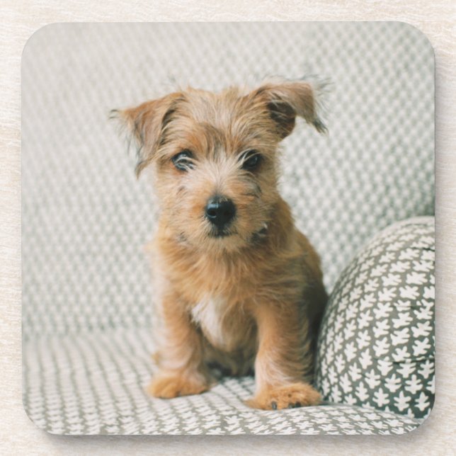 Dessous-de-verre Animaux de bébés cutest | Norfolk Terrier Puppy (Devant)