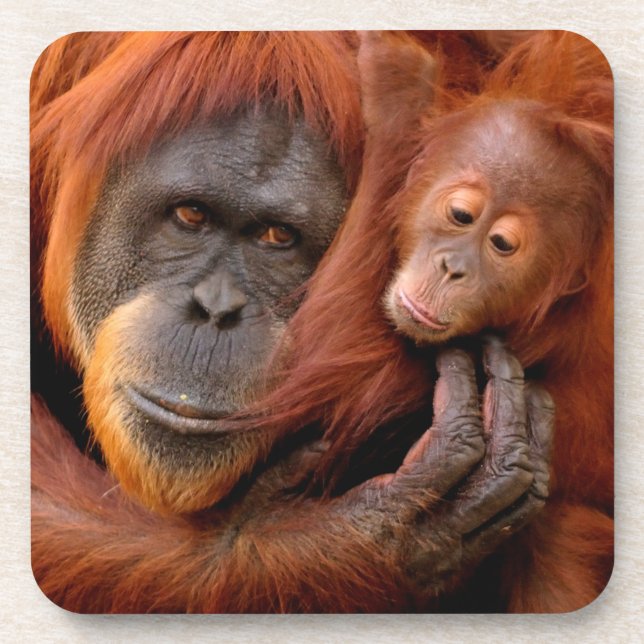 Dessous-de-verre Animaux de bébés cutest | Orangutan Maman & Baby (Devant)