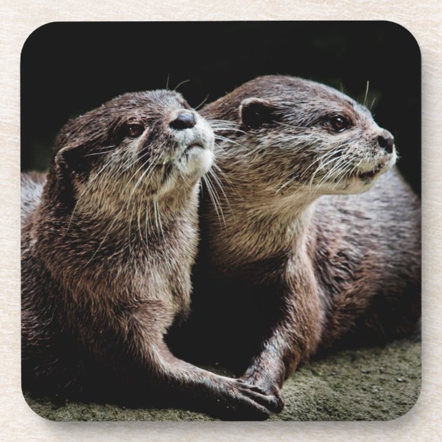 Dessous-de-verre Animaux de bébés cutest | Otters tenant les mains (Devant)