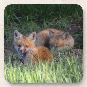 Dessous-de-verre Animaux de bébés cutest Paire de frères et soeur