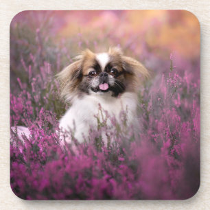 Dessous-de-verre Animaux de bébés cutest Pekingese Puppy