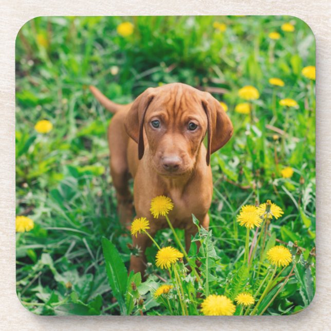 Dessous-de-verre Animaux de bébés cutest | Pointeur (Devant)