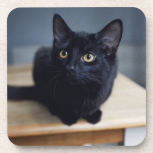 Dessous-de-verre Animaux de bébés cutest   Portrait d'un chat noir