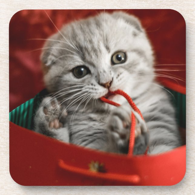 Dessous-de-verre Animaux de bébés cutest | Scottish Fold Kitten (Devant)