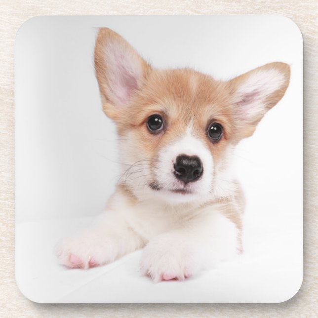 Dessous-de-verre Animaux de bébés cutest | Sweet Baby Corgi (Devant)