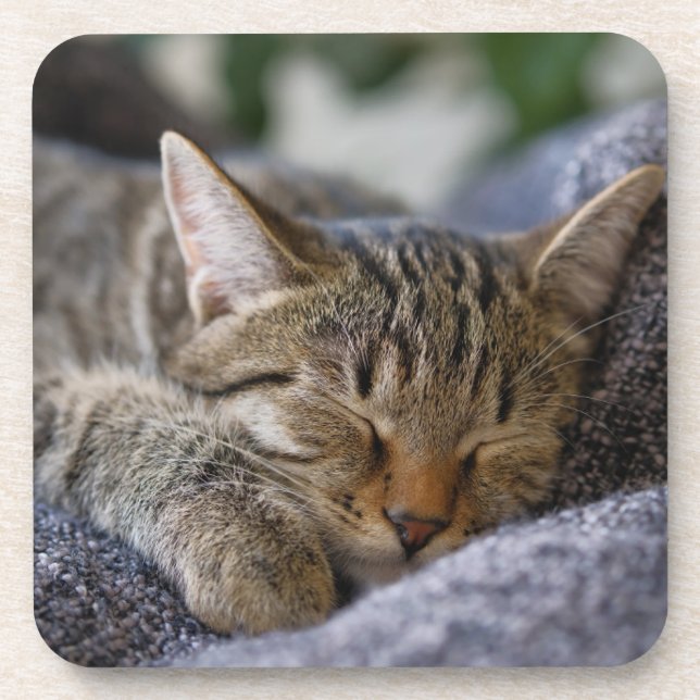 Dessous-de-verre Animaux de bébés cutest | Tabby Kitten Sommeil (Devant)