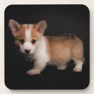 Dessous-de-verre Animaux de bébés cutest   Tiny Corgi