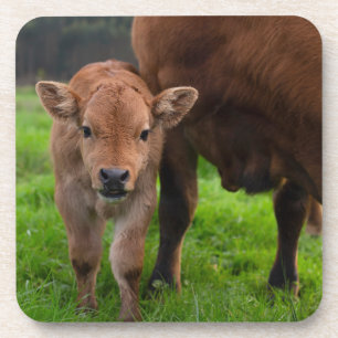 Dessous-de-verre Animaux de bébés cutest   Vache et veau