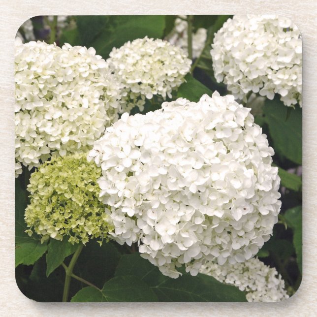 Dessous-de-verre Annabelle Hydrangea (Devant)