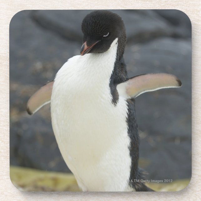 Dessous-de-verre Antarctique (Devant)