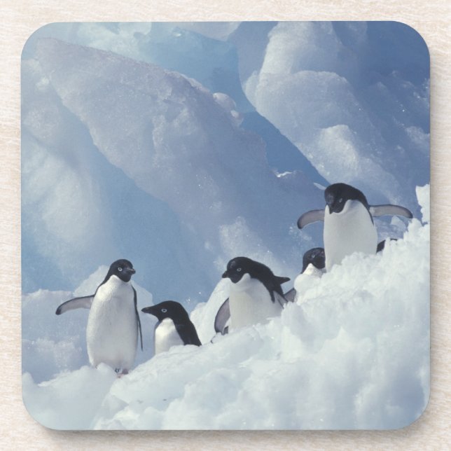 Dessous-de-verre Antarctique. Manchots Adélie (Devant)