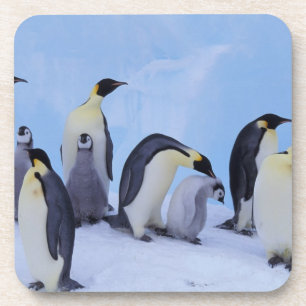 Dessous-de-verre Antarctique, Manchots empereurs