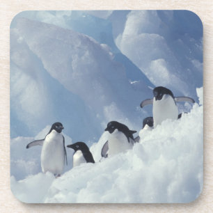 Dessous-de-verre Antarctique. Pingouins d'Adelie