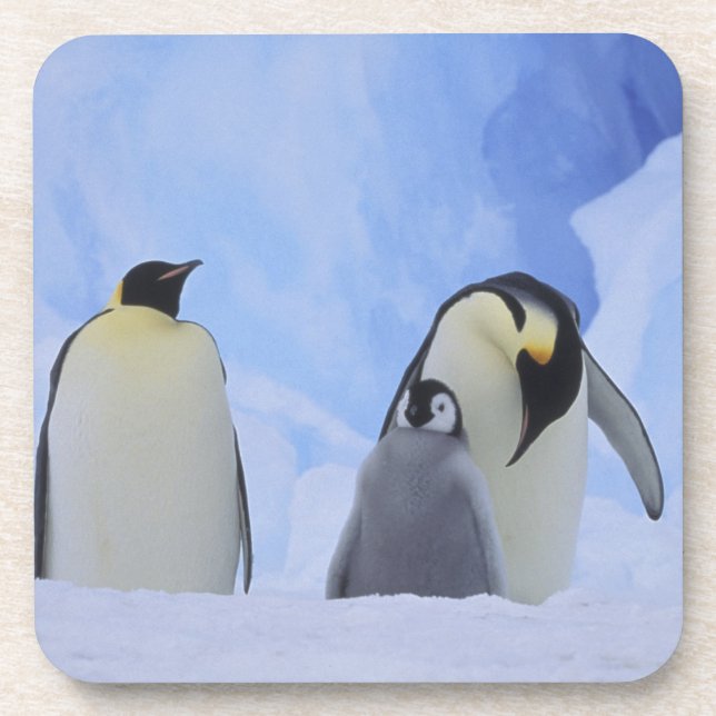 Dessous-de-verre Antarctique. Pingouins empereurs et poussins (Devant)