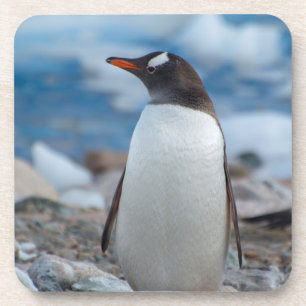 Dessous-de-verre Antarctique. Port Neko. Manchot papou