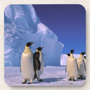 Dessous-de-verre Antarctique, Territoire antarctique australien, 7