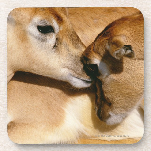 Dessous-de-verre Antilope et faon africains (Devant)
