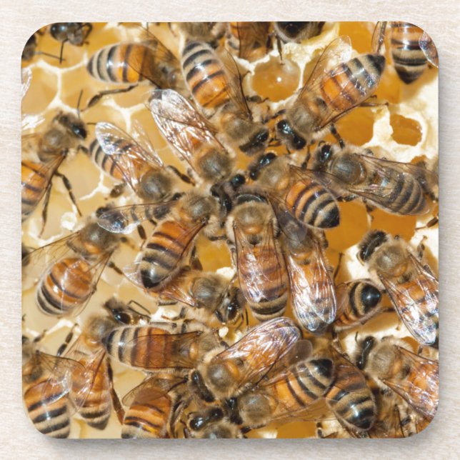 Dessous-de-verre Apiculture à Arlo's Honey Farm (Devant)
