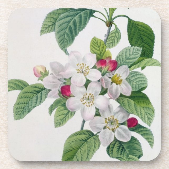 Dessous-de-verre Apple fleurissent, du 'DES de Les Choix plus des (Devant)