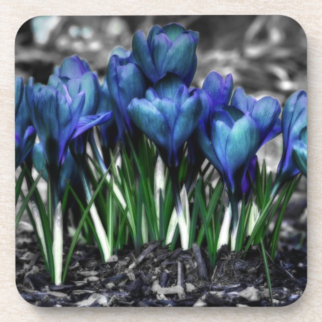 Dessous-de-verre Aqua Blue Crocus Blooms (Devant)