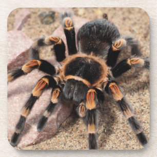 Dessous-de-verre Araignée de Tarantula au genou rouge mexicain