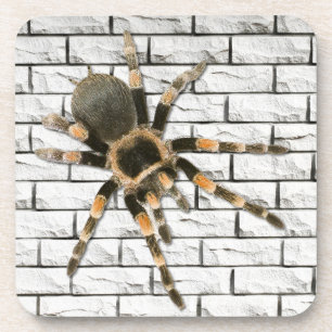 Dessous-de-verre araignée mygale (Brachypelma smithi).