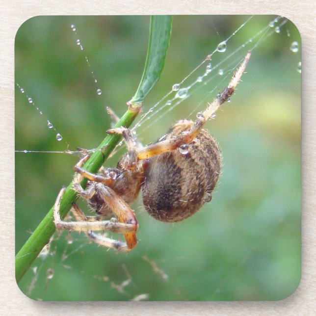 Dessous-de-verre Araneus - Orb Weaver Spider (Devant)