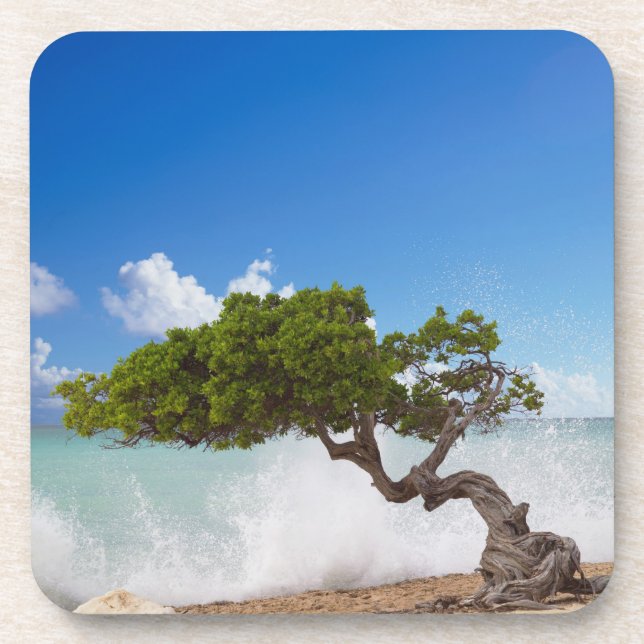 Dessous-de-verre Arbre Divi Divi, Eagle Beach, Aruba, Caraïbes (Devant)