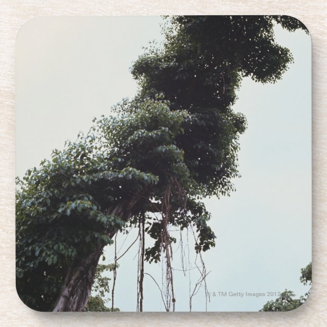 Dessous-de-verre Arbre et vignes trés hauts dans la jungle (Devant)