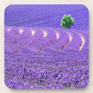 Dessous-de-verre Arbre solitaire à Lavender Field, France