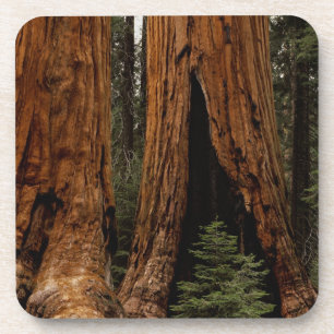 Dessous-de-verre Arbres de séquoia, Parc national de Sequoia.