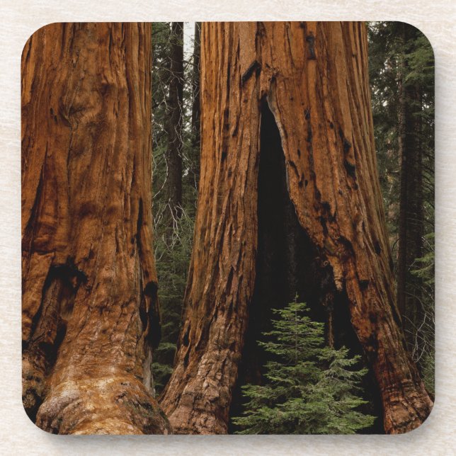 Dessous-de-verre Arbres de séquoia, Parc national de Sequoia. (Devant)