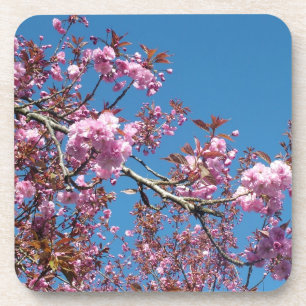 Dessous-de-verre Arbres florissants de cerisier de printemps