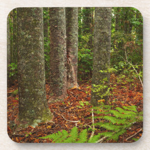Dessous-de-verre Arbres Kuri Nouvelle-Zélande