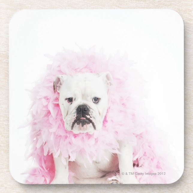 Dessous-de-verre arrière - plan blanc, bouledogue blanc, plume rose (Devant)