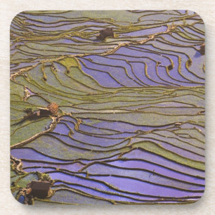 Dessous-de-verre Asie, Chine, province du Yunnan, Yuanyang. Inondé