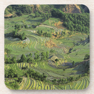 Dessous-de-verre Asie, Chine, Yunnan, Yuanyang. Motif de vert 2