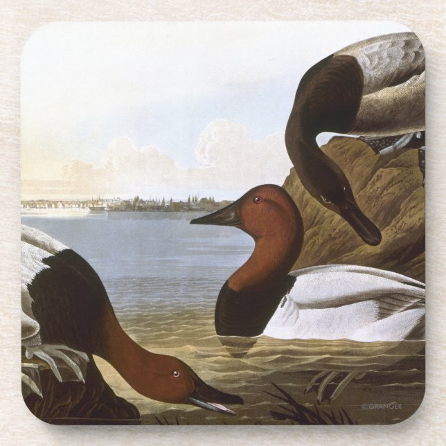Dessous-de-verre Audubon : Canvasback (Devant)