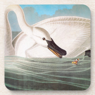 Dessous-de-verre Audubon : Cygne de trompettiste