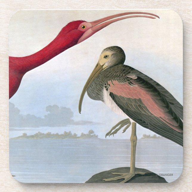 Dessous-de-verre Audubon : Écarlate IBIS (Devant)