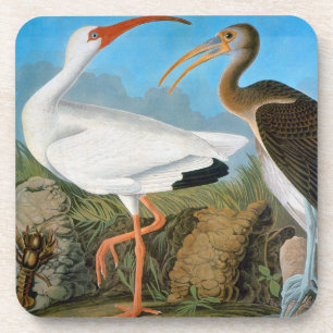 Dessous-de-verre Audubon : IBIS blanc