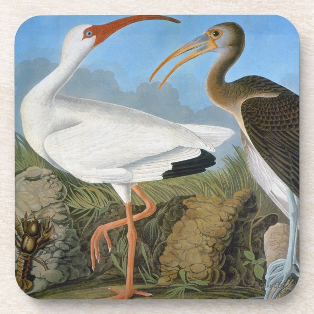 Dessous-de-verre Audubon : IBIS blanc (Devant)