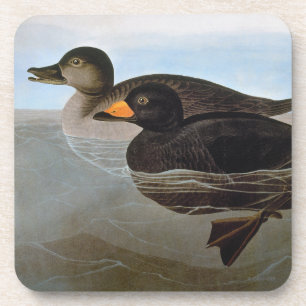 Dessous-de-verre Audubon : Macreuse noire
