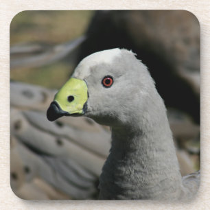 Dessous-de-verre Australie Cap Barren Goose